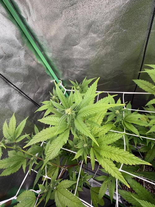 Studio 54 by DEO Farms x Seedjunky. Week 9 - Week 3 Day 1 Bloom