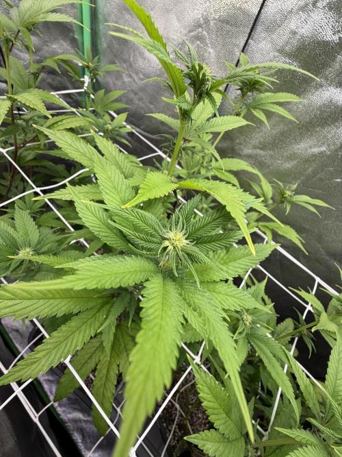 Studio 54 by DEO Farms x Seedjunky. Week 9 - Week 3 Day 1 Bloom