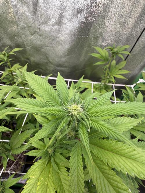 Studio 54 by DEO Farms x Seedjunky. Week 9 - Week 3 Day 1 Bloom