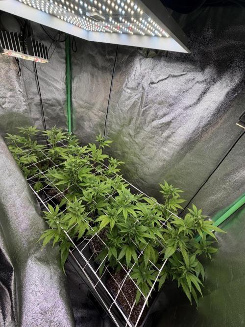 Studio 54 by DEO Farms x Seedjunky. Week 9 - Week 3 Day 1 Bloom