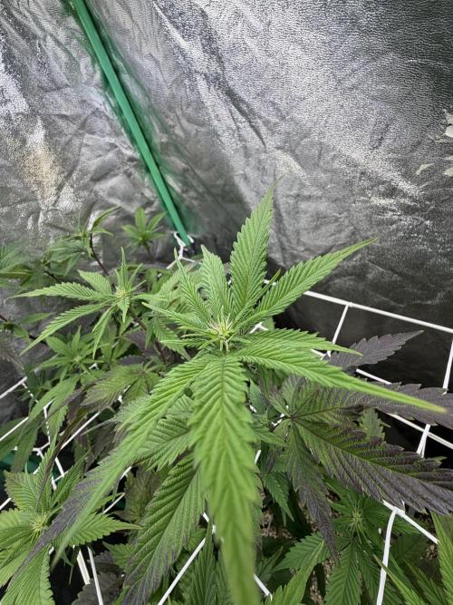 Strawberry Pavé by Compound Genetics. Week 9 - Week 3 Day 1 Bloom