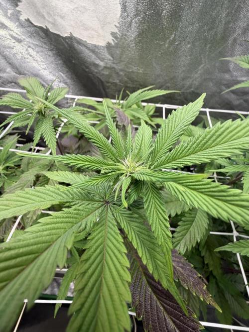 Strawberry Pavé by Compound Genetics. Week 9 - Week 3 Day 1 Bloom