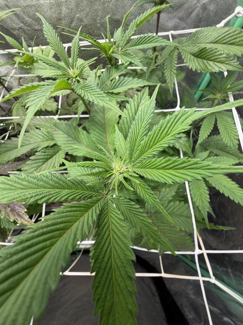 Strawberry Pavé by Compound Genetics. Week 9 - Week 3 Day 1 Bloom