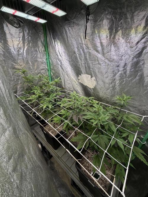 Strawberry Pavé by Compound Genetics. Week 9 - Week 3 Day 1 Bloom