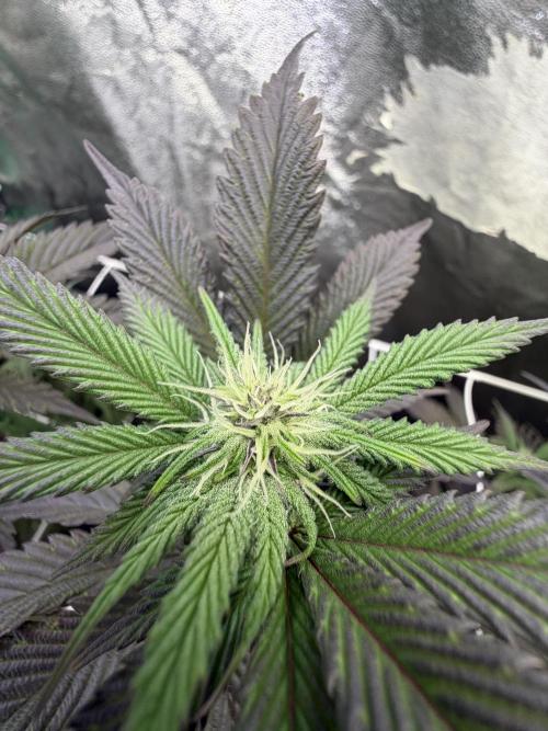 Strawberry Pavé by Compound Genetics. Week 9 - Week 3 Day 7