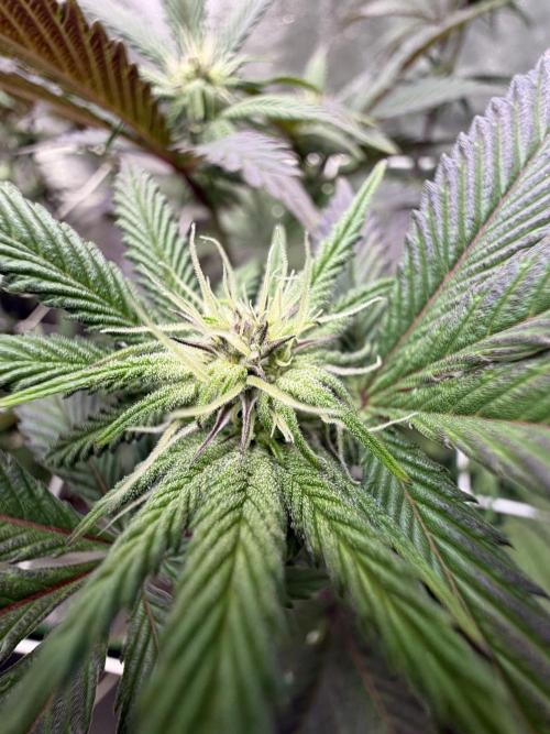 Strawberry Pavé by Compound Genetics. Week 9 - Week 3 Day 7