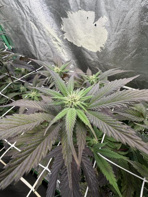 Strawberry Pavé by Compound Genetics. Week 9 - Week 3 Day 7