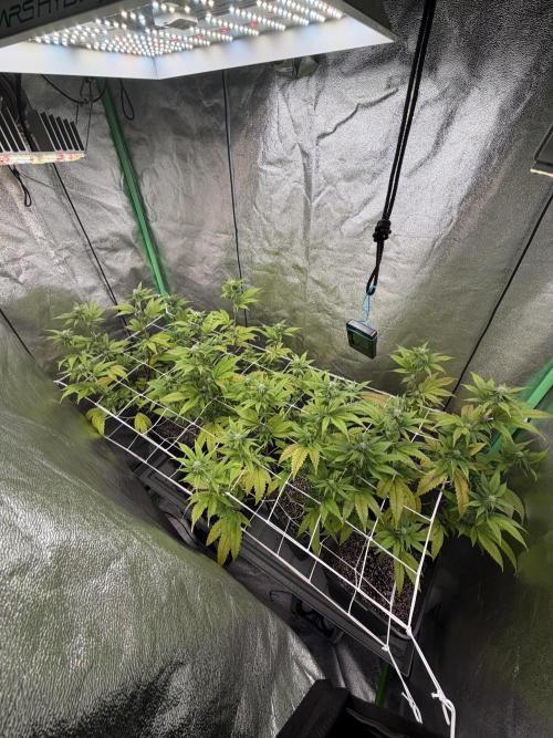 Studio 54 by DEO Farms x Seedjunky. Week 9 - Week 3 Day 7