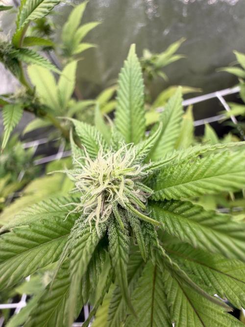 Studio 54 by DEO Farms x Seedjunky. Week 9 - Week 3 Day 7