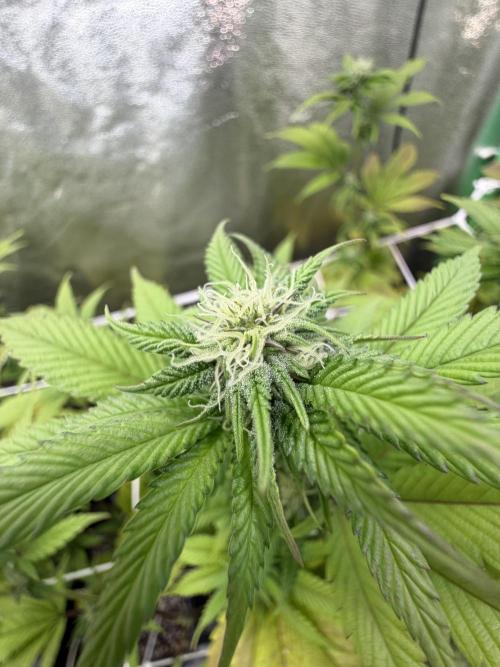 Studio 54 by DEO Farms x Seedjunky. Week 9 - Week 3 Day 7