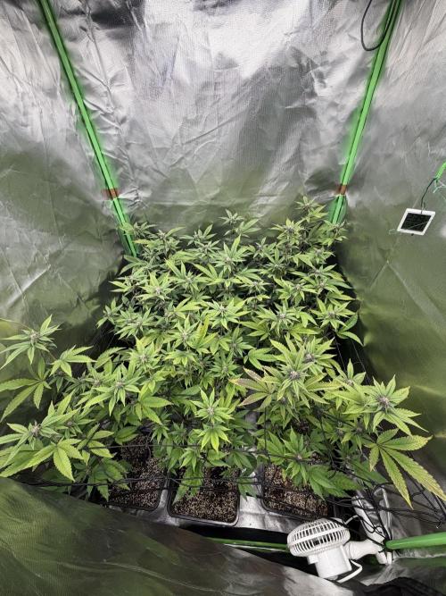 Emergen C by Seedjunky. Week 9 - Week 3 Day 7