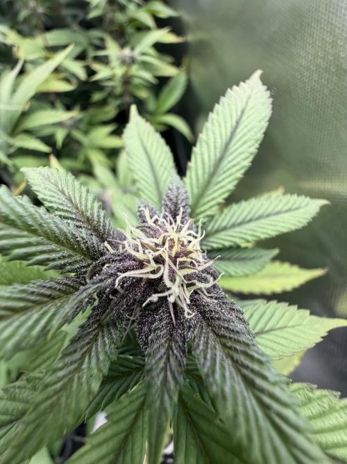 Emergen C by Seedjunky. Week 9 - Week 3 Day 7