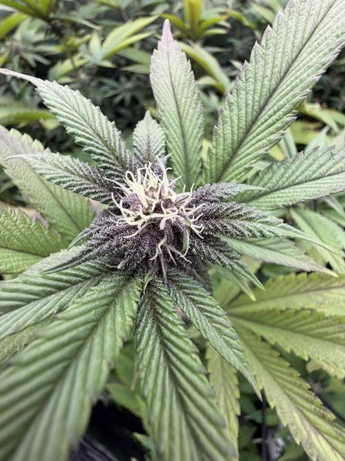 Emergen C by Seedjunky. Week 9 - Week 3 Day 7