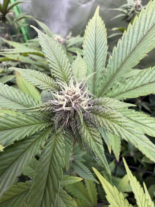 Emergen C by Seedjunky. Week 9 - Week 3 Day 7