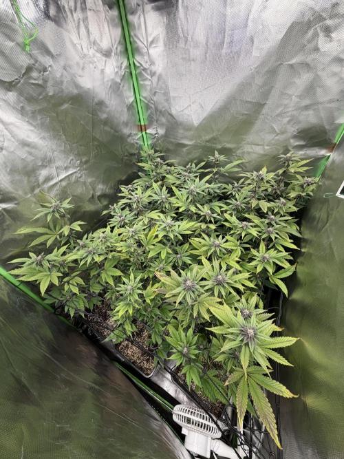 Emergen C by Seedjunky. Week 10 - Week 4 Day 3