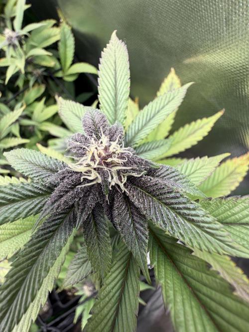 Emergen C by Seedjunky. Week 10 - Week 4 Day 3