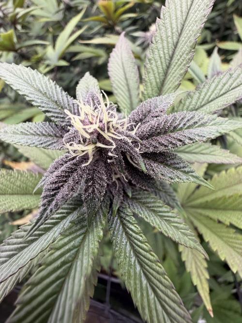 Emergen C by Seedjunky. Week 10 - Week 4 Day 3