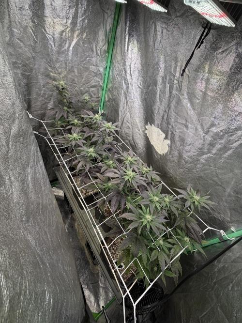 Strawberry Pavé by Compound Genetics. Week 10 - Week 4 Day 3