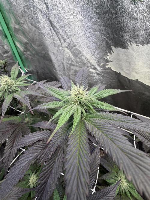 Strawberry Pavé by Compound Genetics. Week 10 - Week 4 Day 3