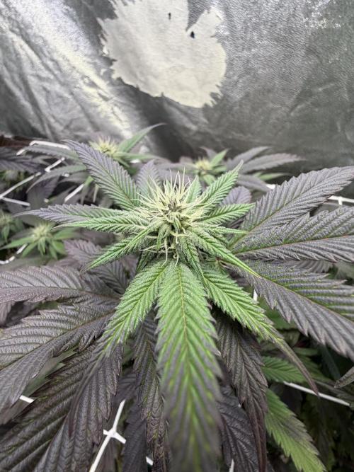 Strawberry Pavé by Compound Genetics. Week 10 - Week 4 Day 3