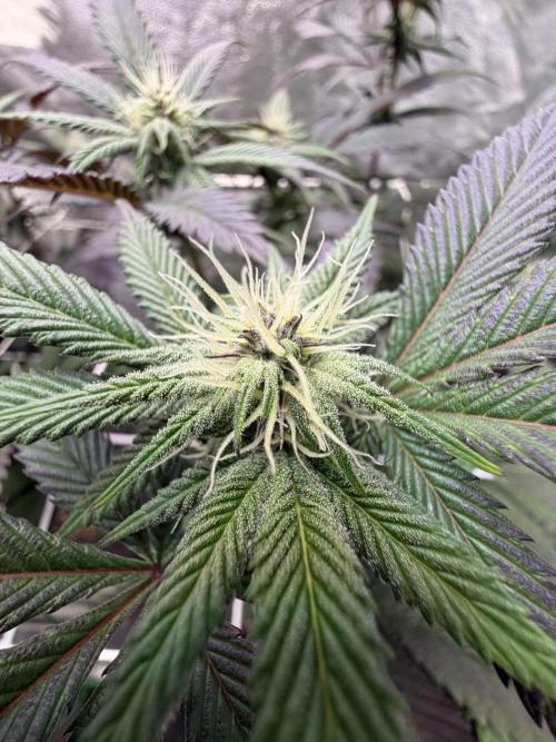 Strawberry Pavé by Compound Genetics. Week 10 - Week 4 Day 3