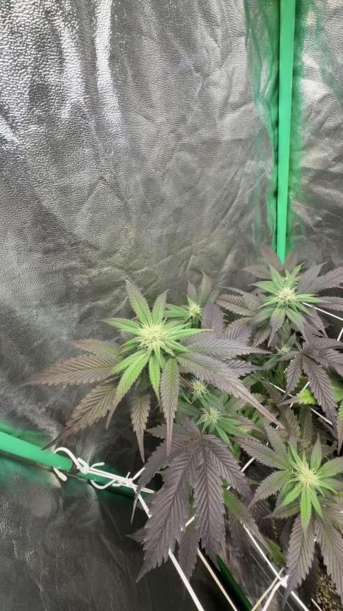 Strawberry Pavé by Compound Genetics