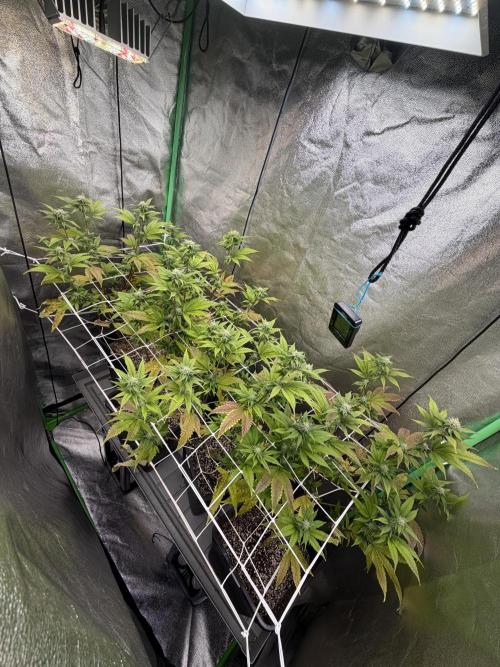 Studio 54 by DEO Farms x Seedjunky. Week 10 - Week 4 Day 3 Bloom