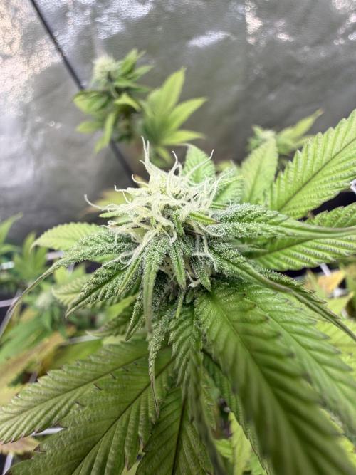 Studio 54 by DEO Farms x Seedjunky. Week 10 - Week 4 Day 3 Bloom