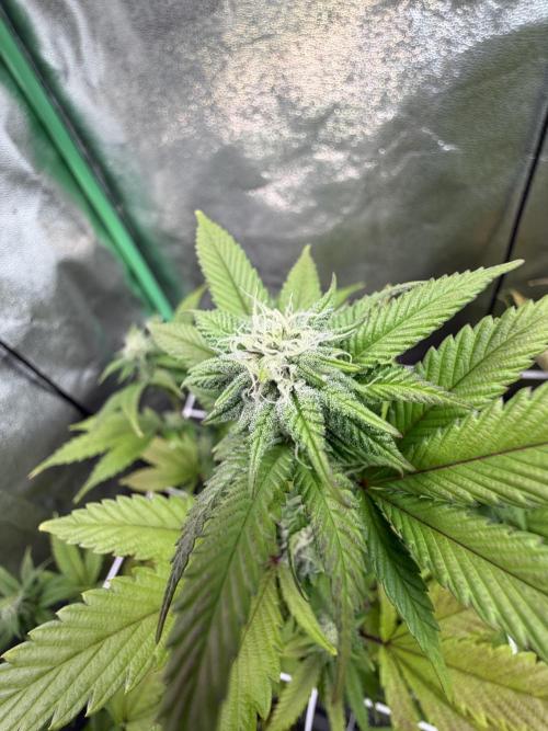 Studio 54 by DEO Farms x Seedjunky. Week 10 - Week 4 Day 3 Bloom