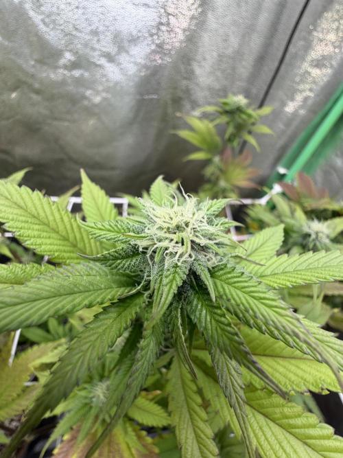 Studio 54 by DEO Farms x Seedjunky. Week 10 - Week 4 Day 3 Bloom