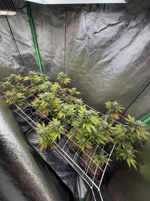 Studio 54 by DEO Farms x Seedjunky. Week 11 - Week 5 Day 6 Bloom