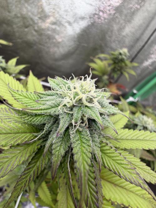 Studio 54 by DEO Farms x Seedjunky. Week 11 - Week 5 Day 6 Bloom