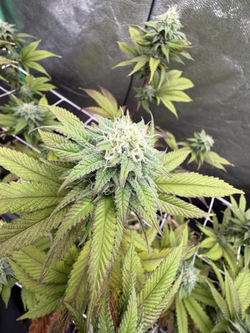 Studio 54 by DEO Farms x Seedjunky. Week 11 - Week 5 Day 6 Bloom