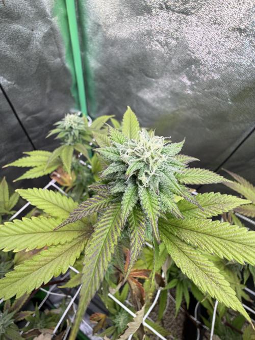 Studio 54 by DEO Farms x Seedjunky. Week 11 - Week 5 Day 6 Bloom