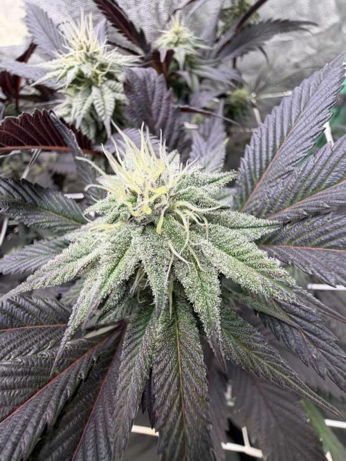 Strawberry Pavé by Compound Genetics. Week 11 - Week 5 Day 6 Bloom