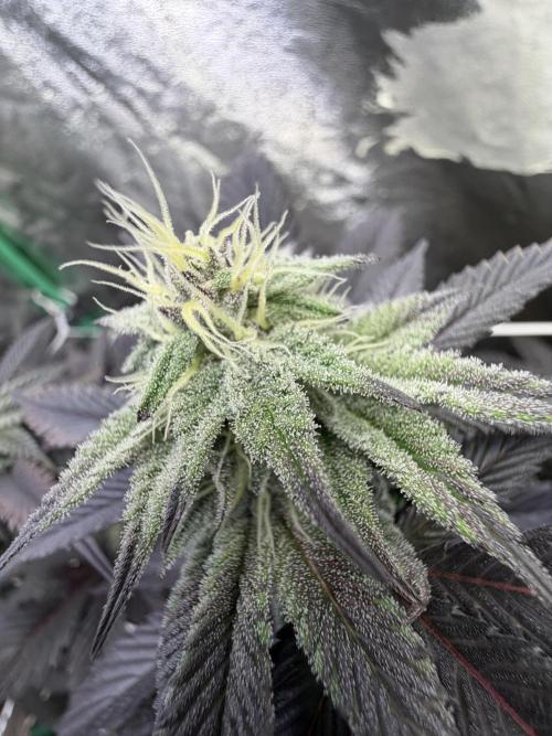 Strawberry Pavé by Compound Genetics. Week 11 - Week 5 Day 6 Bloom