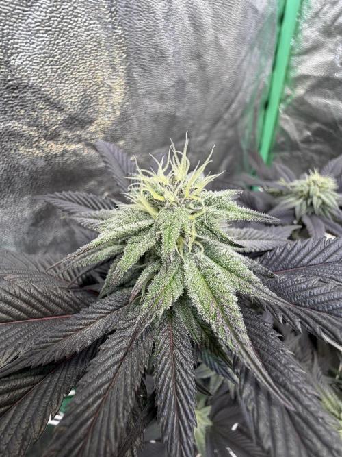 Strawberry Pavé by Compound Genetics. Week 11 - Week 5 Day 6 Bloom