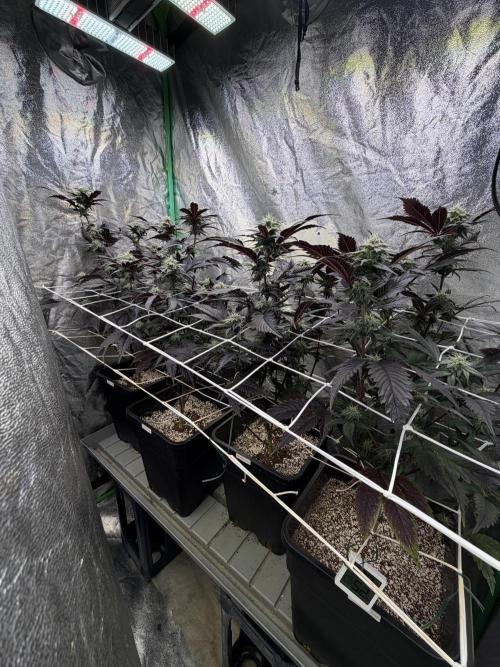 Strawberry Pavé by Compound Genetics. Week 11 - Week 5 Day 6 Bloom