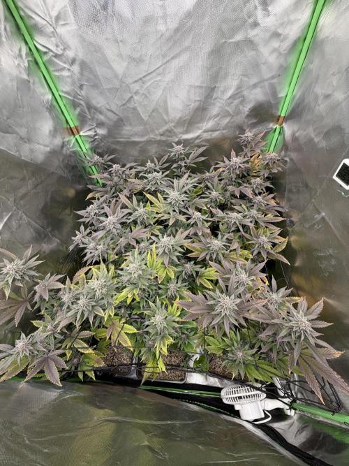 Emergen C by Seedjunky. Week 11 - Week 5 Day 6 Bloom