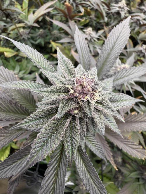 Emergen C by Seedjunky. Week 11 - Week 5 Day 6 Bloom