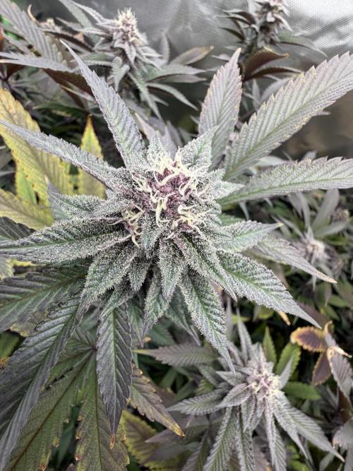 Emergen C by Seedjunky. Week 11 - Week 5 Day 6 Bloom