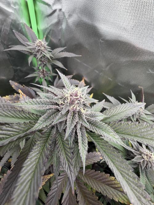 Emergen C by Seedjunky. Week 11 - Week 5 Day 6 Bloom