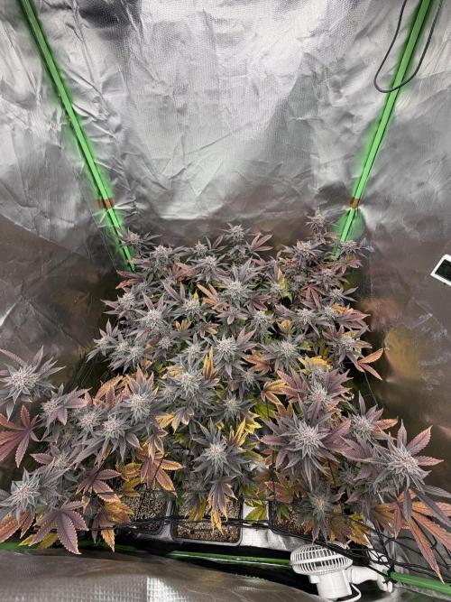 Emergen C by Seedjunky. Week 12 - Week 6 Day 1