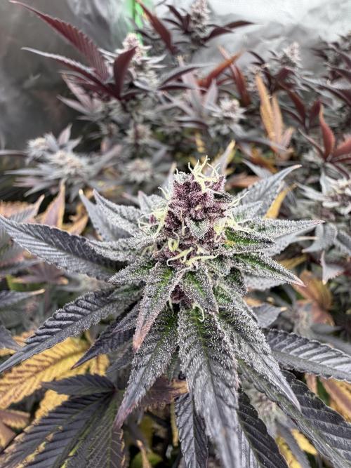 Emergen C by Seedjunky. Week 12 - Week 6 Day 1