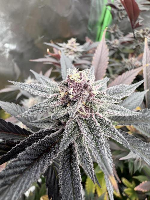 Emergen C by Seedjunky. Week 12 - Week 6 Day 1