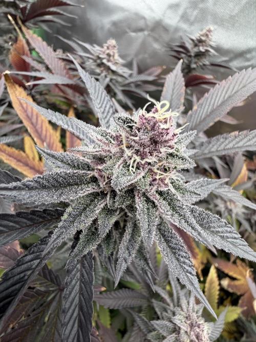 Emergen C by Seedjunky. Week 12 - Week 6 Day 1