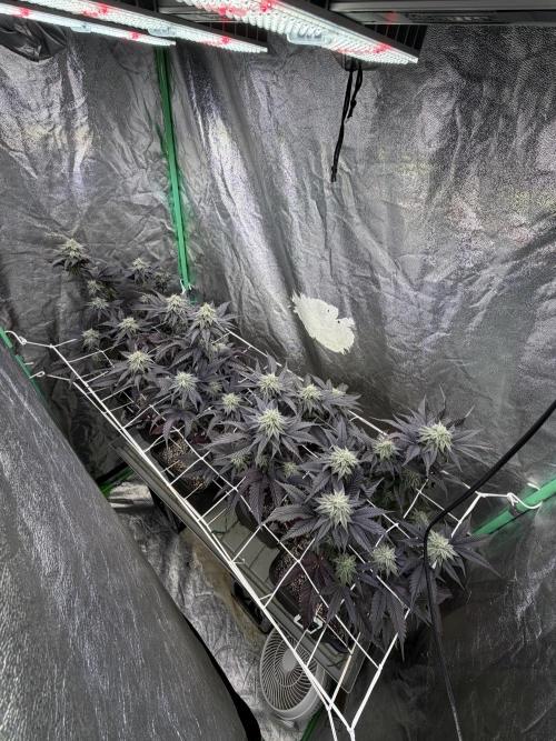 Strawberry Pavé by Compound Genetics. Week 12 - Week 6 Day 1