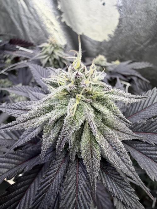 Strawberry Pavé by Compound Genetics. Week 12 - Week 6 Day 1