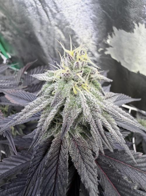 Strawberry Pavé by Compound Genetics. Week 12 - Week 6 Day 1