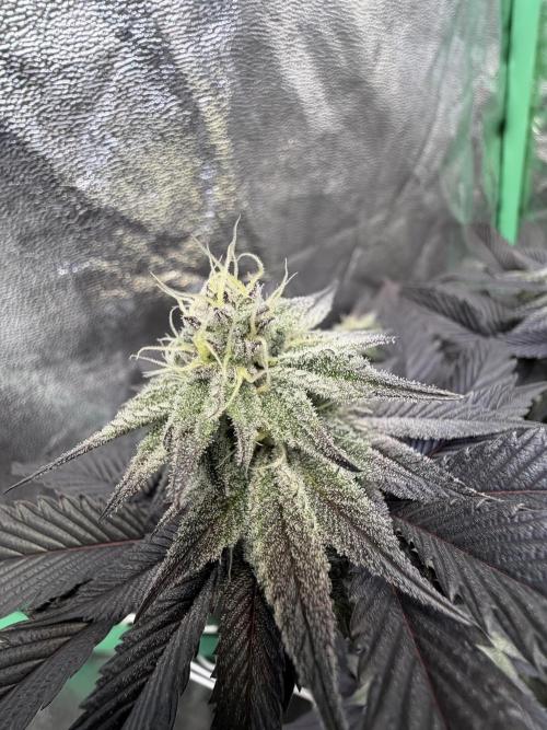 Strawberry Pavé by Compound Genetics. Week 12 - Week 6 Day 1